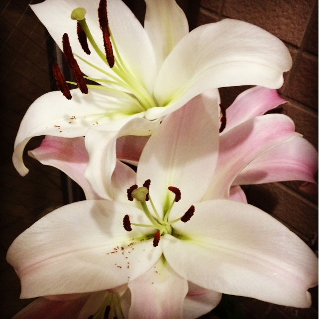 f:id:chise1219:20140623010333j:plain f:id:chise1219:20140623010333j:plain