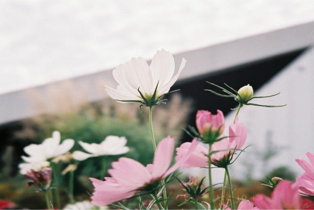 f:id:chise1219:20140624225909j:plain f:id:chise1219:20140624225909j:plain