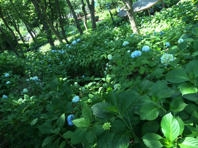 f:id:chise1219:20140705142301j:plain f:id:chise1219:20140705142301j:plain