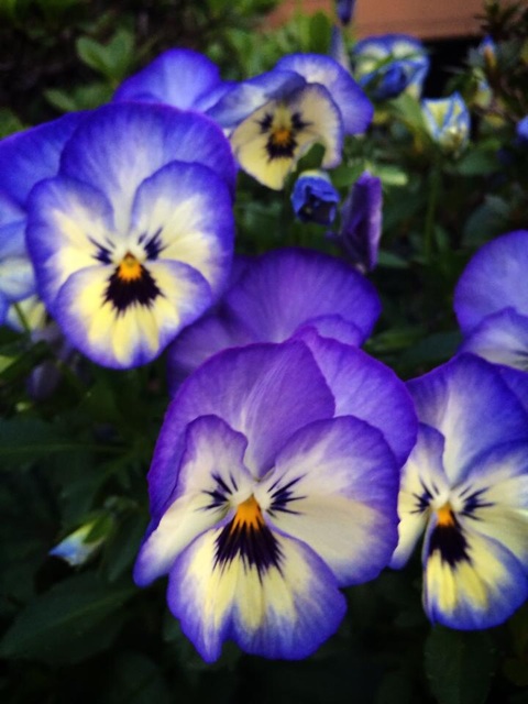 f:id:chise1219:20140718153307j:plain f:id:chise1219:20140718153307j:plain
