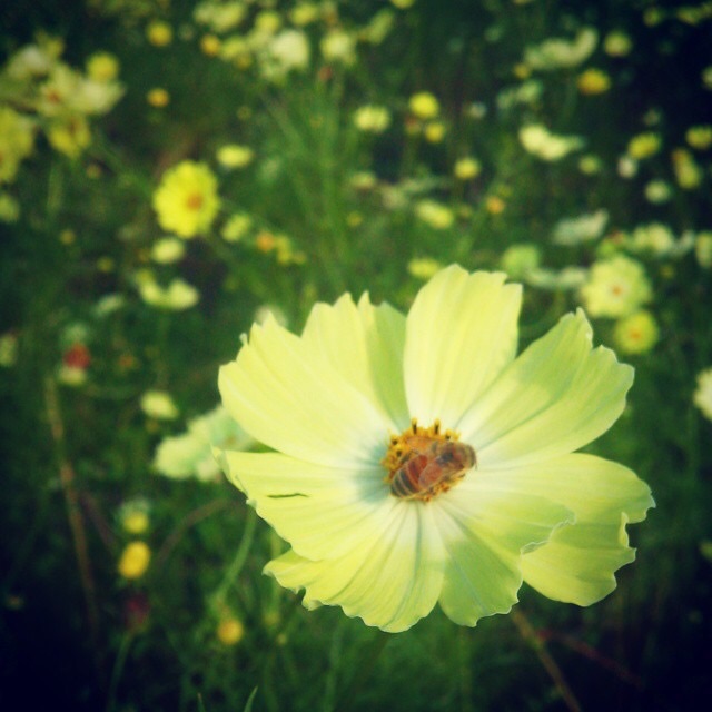 f:id:chise1219:20141029205350j:plain f:id:chise1219:20141029205350j:plain