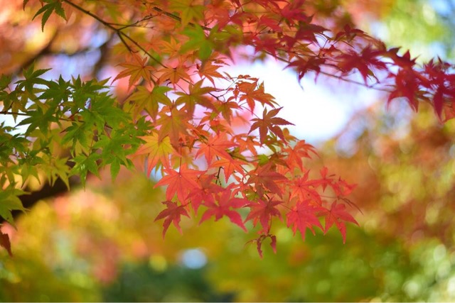 f:id:chise1219:20141119100821j:plain f:id:chise1219:20141119100821j:plain