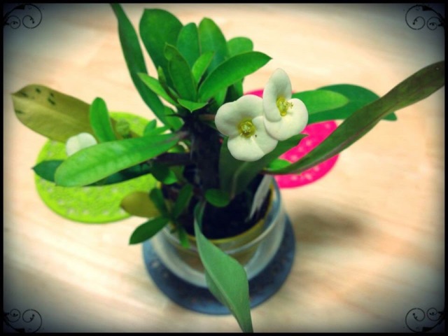 f:id:chise1219:20150111175710j:plain f:id:chise1219:20150111175710j:plain