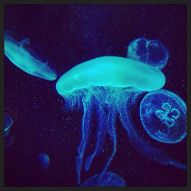 f:id:chise1219:20150119201923j:plain f:id:chise1219:20150119201923j:plain