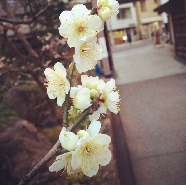 f:id:chise1219:20150220202206j:plain f:id:chise1219:20150220202206j:plain