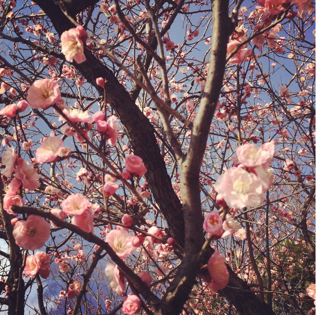 f:id:chise1219:20150228221319j:plain f:id:chise1219:20150228221319j:plain