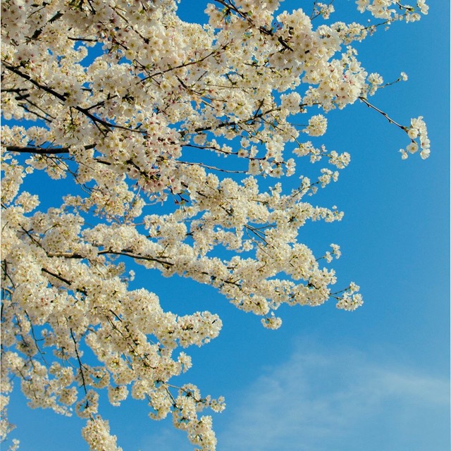 f:id:chise1219:20150228235130j:plain f:id:chise1219:20150228235130j:plain