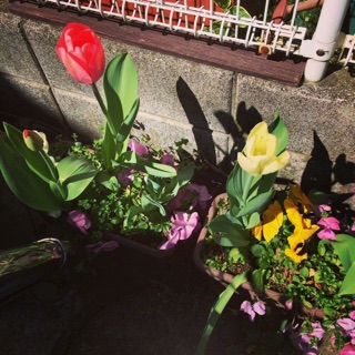 f:id:chise1219:20150305193459j:plain f:id:chise1219:20150305193459j:plain