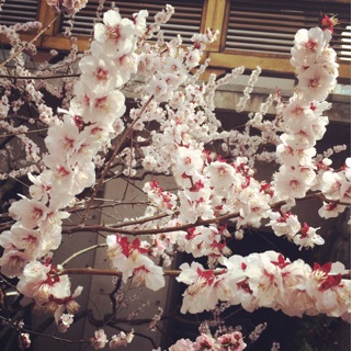 f:id:chise1219:20150319102140j:plain f:id:chise1219:20150319102140j:plain