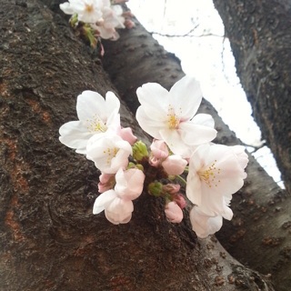 f:id:chise1219:20150414193914j:plain f:id:chise1219:20150414193914j:plain