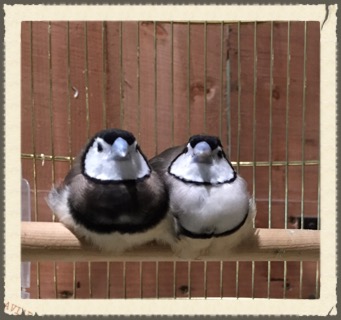 f:id:choco3710:20160505010830j:plain f:id:choco3710:20160505010830j:plain