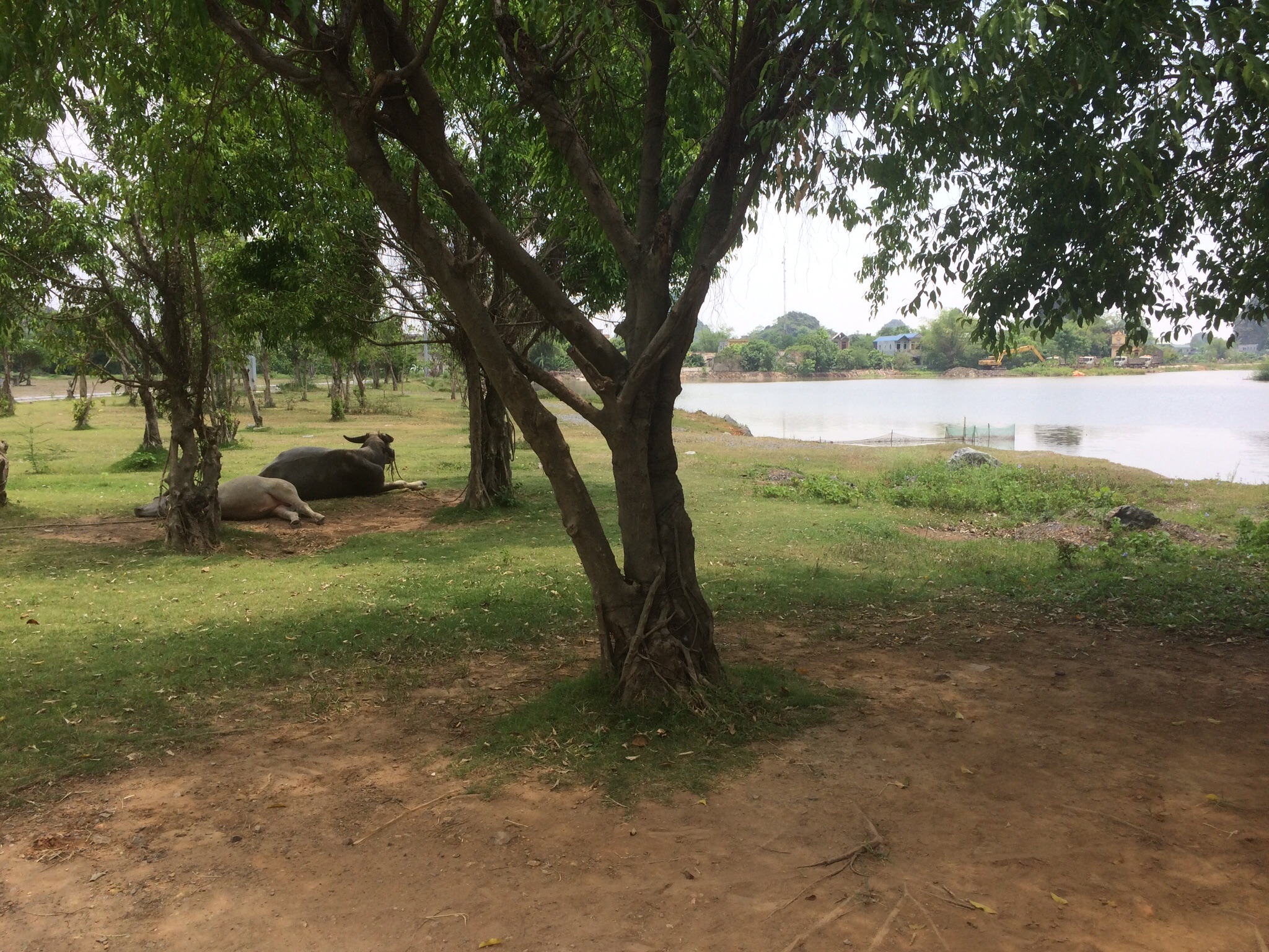 f:id:chocolatecoffee:20150716203354j:plain