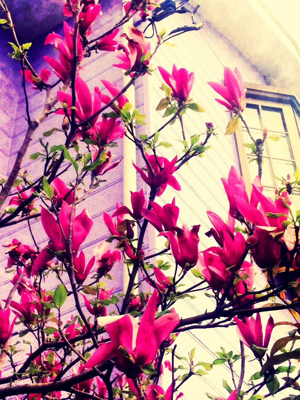 f:id:chocopurinn:20150419133412j:plain f:id:chocopurinn:20150419133412j:plain