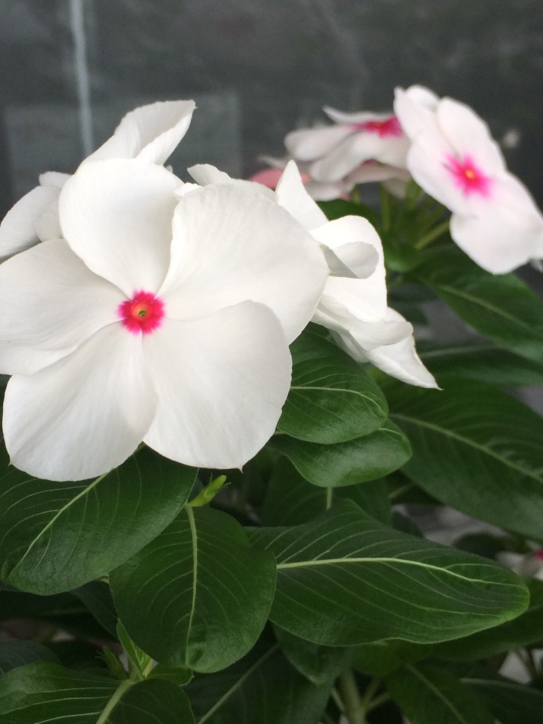 f:id:choppo:20150827112959j:image f:id:choppo:20150827112959j:image