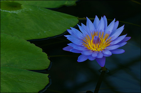 f:id:choral:20100111162540j:image f:id:choral:20100111162540j:image
