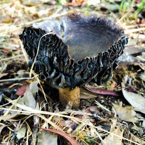 f:id:choral:20150714162041j:plain:w300 f:id:choral:20150714162041j:plain:w300