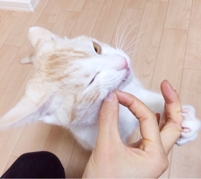 f:id:chukimix:20140303001335j:plain f:id:chukimix:20140303001335j:plain