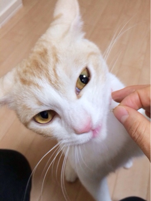 f:id:chukimix:20140303003318j:plain f:id:chukimix:20140303003318j:plain