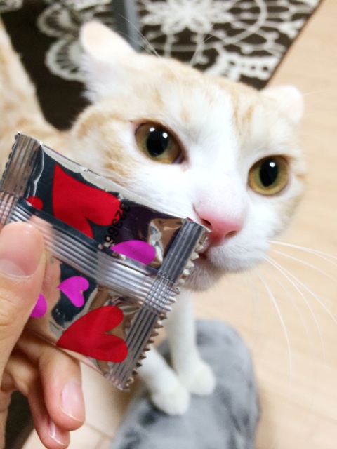 f:id:chukimix:20140314221340j:plain f:id:chukimix:20140314221340j:plain