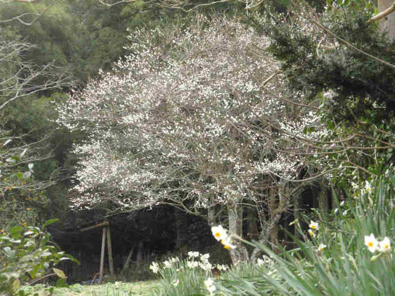 f:id:chuumeikun:20160104053148j:plain