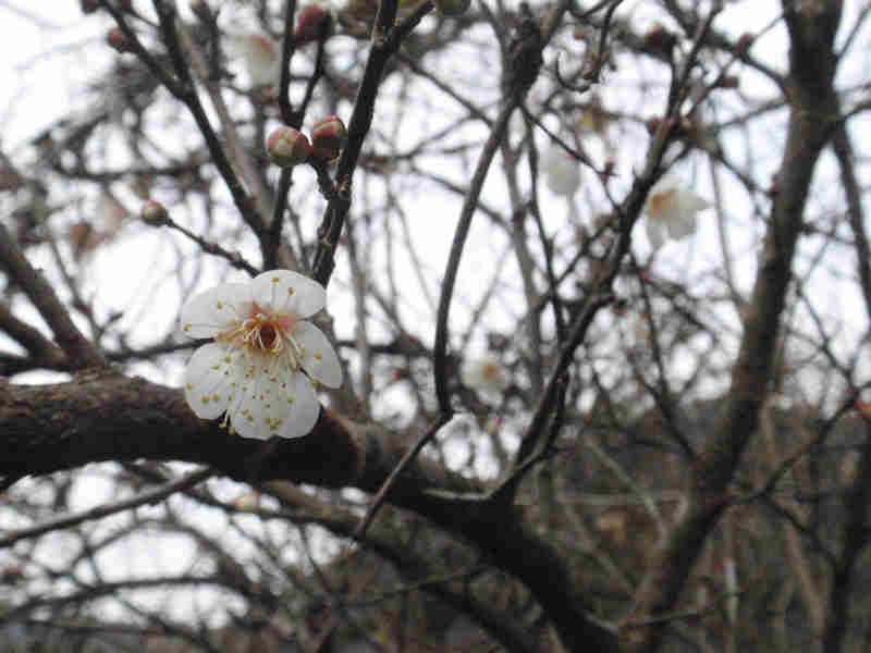 f:id:chuumeikun:20160104053337j:plain