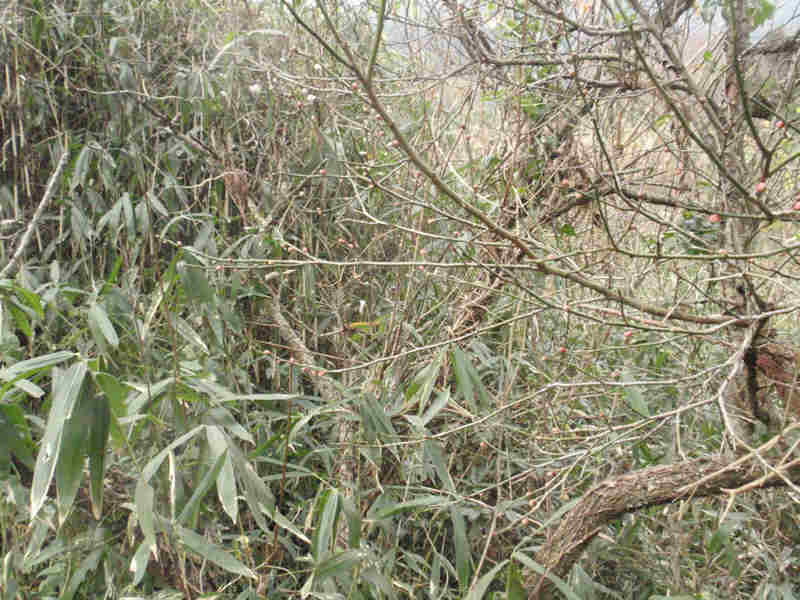 f:id:chuumeikun:20160104053502j:plain