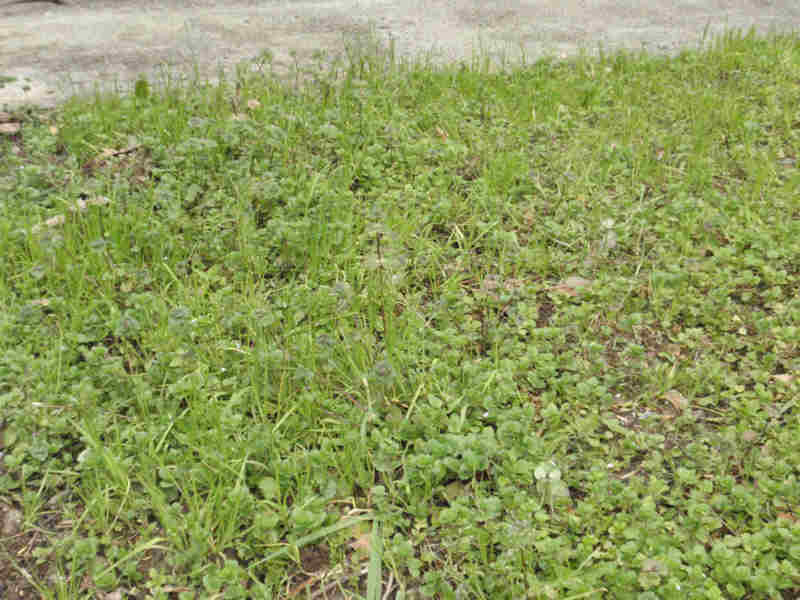 f:id:chuumeikun:20160110044503j:plain