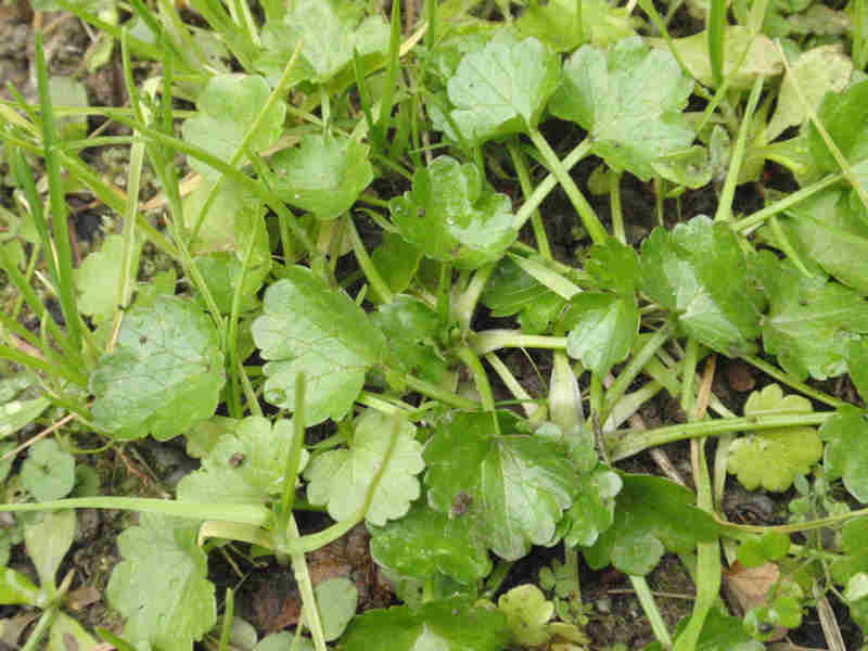 f:id:chuumeikun:20160110044740j:plain