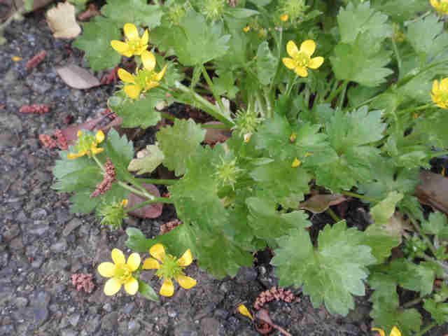 f:id:chuumeikun:20160110044829j:plain