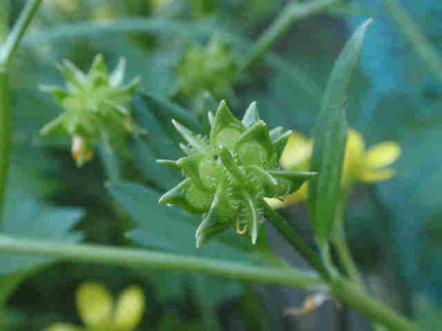 f:id:chuumeikun:20160110044858j:plain