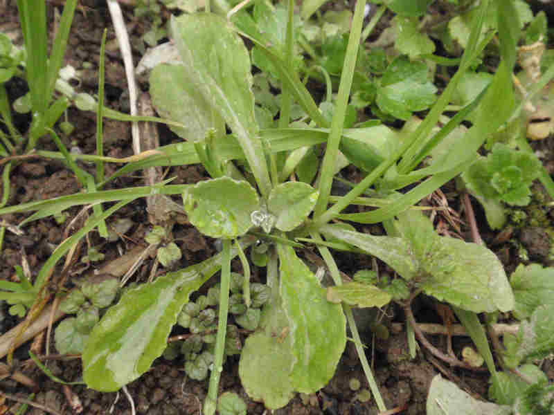 f:id:chuumeikun:20160110044944j:plain