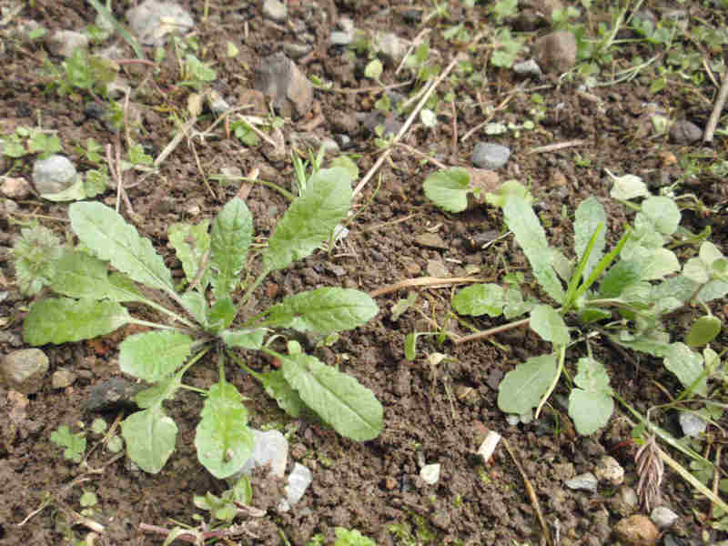 f:id:chuumeikun:20160110045233j:plain