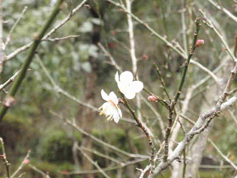 f:id:chuumeikun:20160114052643j:plain