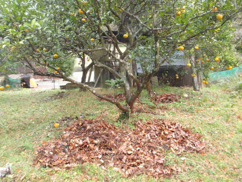 f:id:chuumeikun:20160114053603j:plain