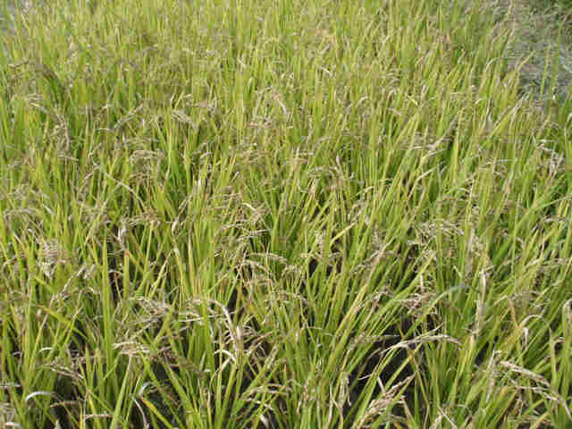 f:id:chuumeikun:20160130110404j:plain