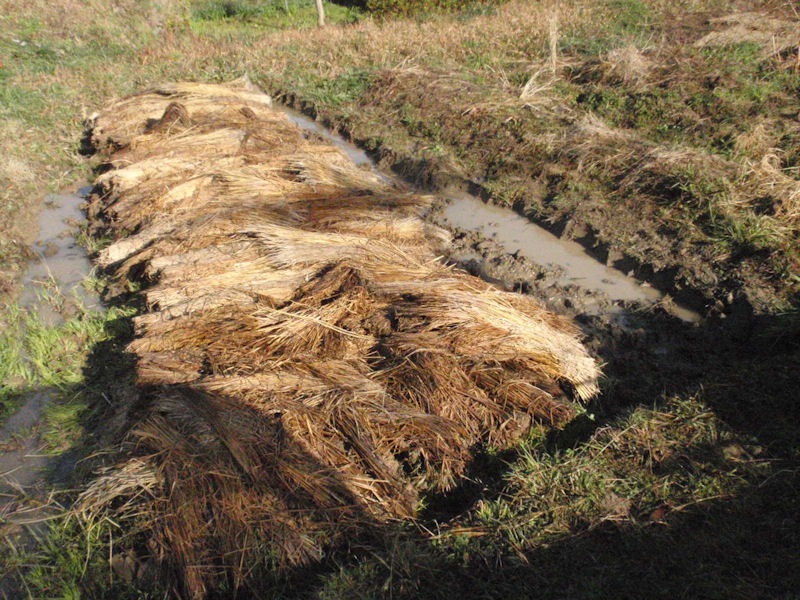 f:id:chuumeikun:20160130110749j:plain