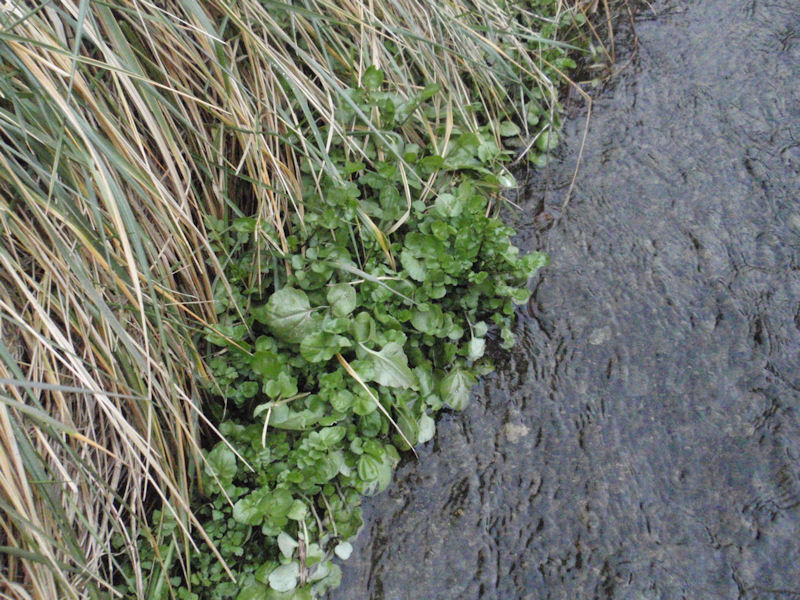 f:id:chuumeikun:20160204055958j:plain