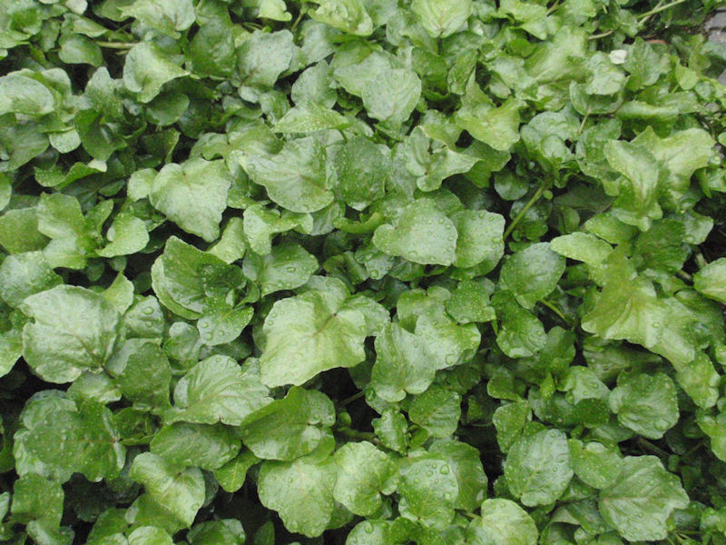 f:id:chuumeikun:20160204060221j:plain