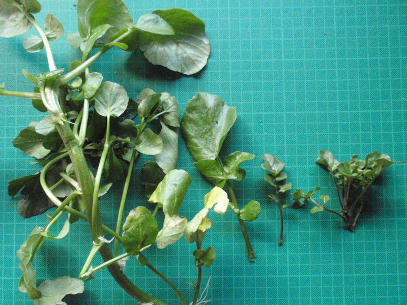 f:id:chuumeikun:20160204060418j:plain