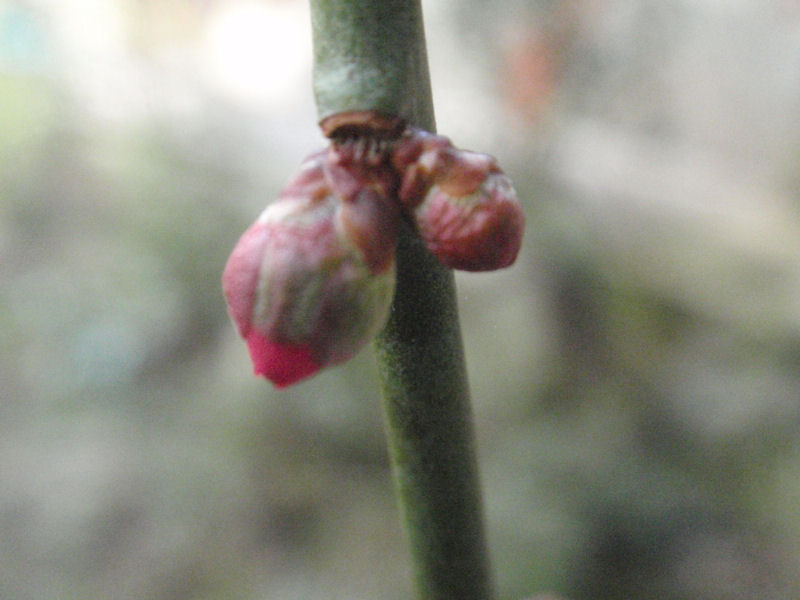 f:id:chuumeikun:20160209032727j:plain