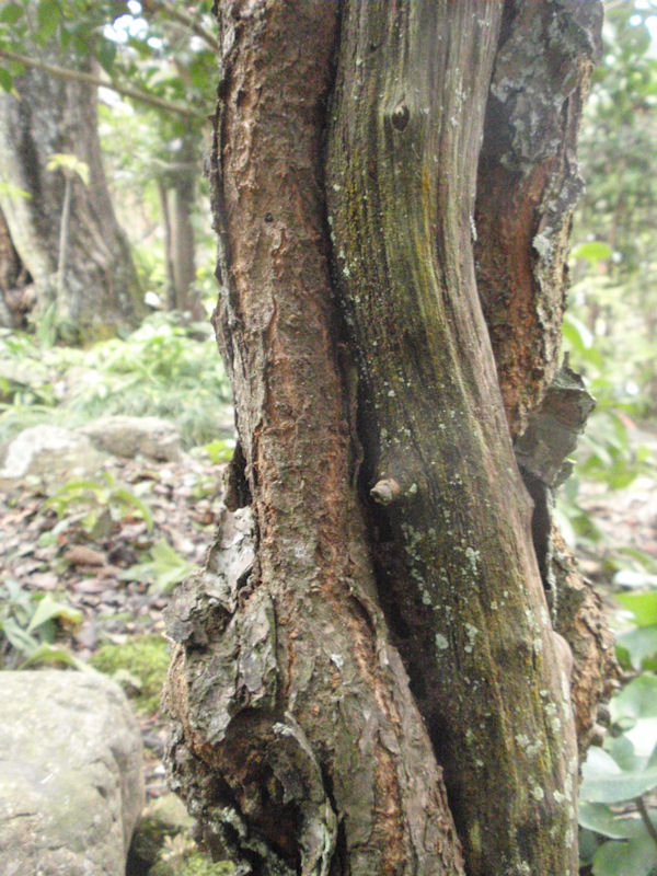 f:id:chuumeikun:20160209033059j:plain