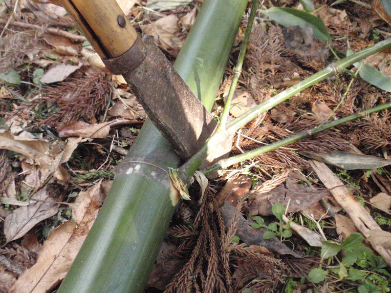 f:id:chuumeikun:20160209033658j:plain