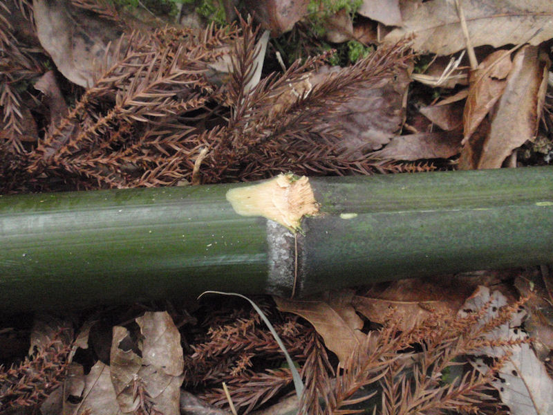 f:id:chuumeikun:20160209033828j:plain