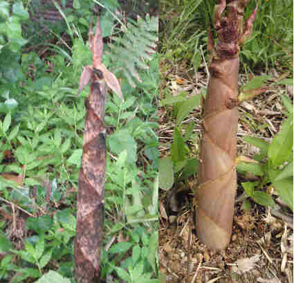 f:id:chuumeikun:20160209034048j:plain