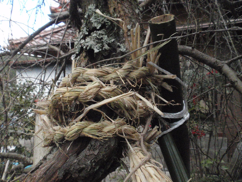 f:id:chuumeikun:20160209034346j:plain