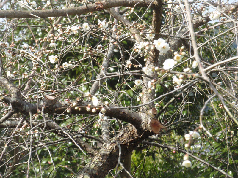 f:id:chuumeikun:20160215130502j:plain