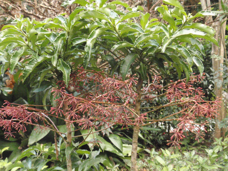 f:id:chuumeikun:20160215130729j:plain