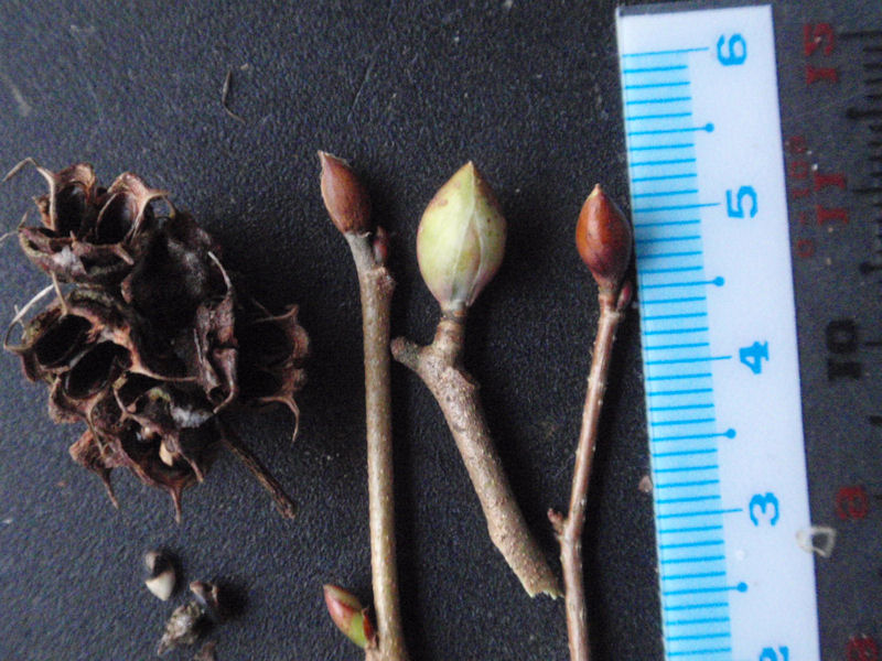 f:id:chuumeikun:20160215130955j:plain