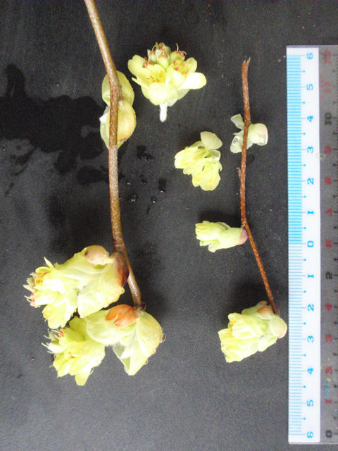 f:id:chuumeikun:20160215131045j:plain