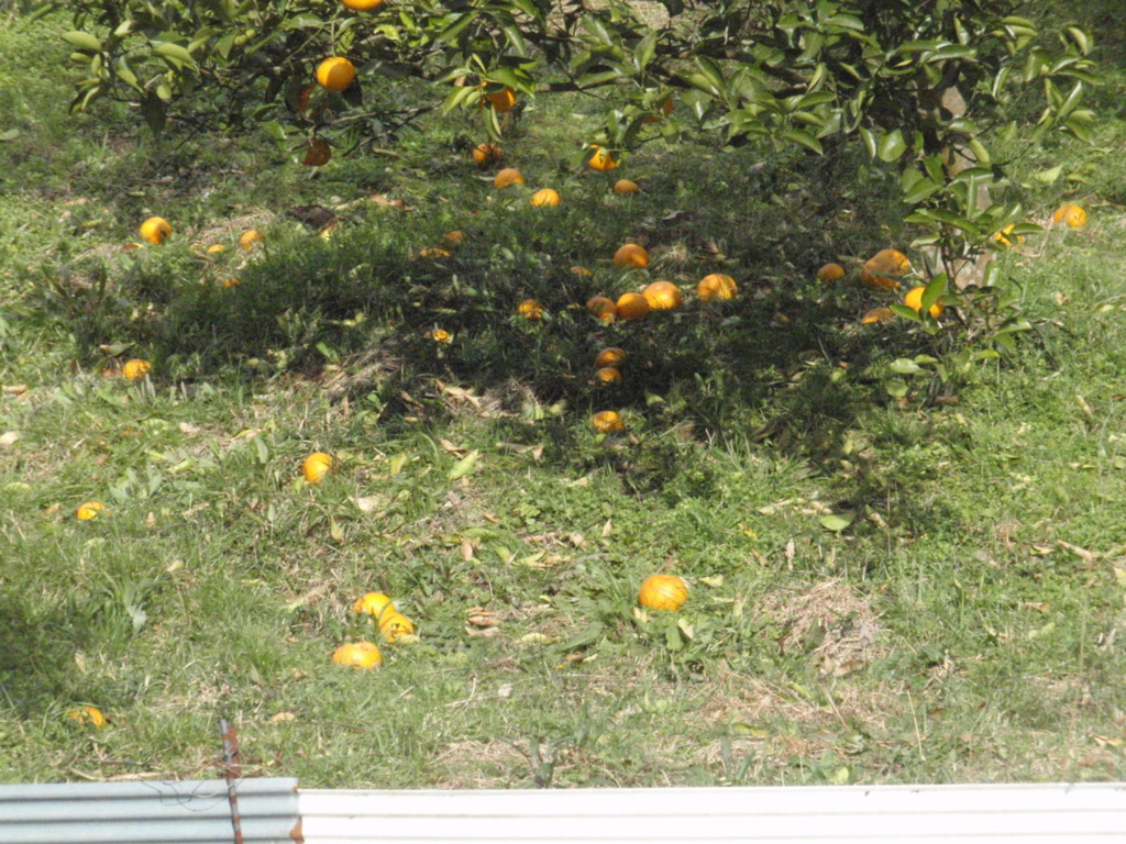 f:id:chuumeikun:20160217141818j:plain f:id:chuumeikun:20160217141818j:plain